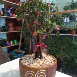 "florería Vivero Salazar"