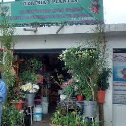 Florería Y Plantas González