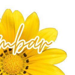 Florería Y Regalos Ámbar- Suc. Nextipac