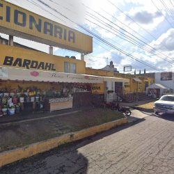 Flores Coyoacan