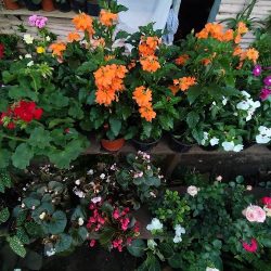 Flores D’maty