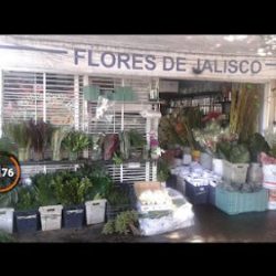 Flores De Jalisco