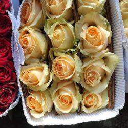Flores Follajes Pablo