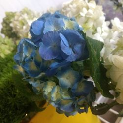 Flores Follajes Y Plantas Del Norte S.a. De C.v.