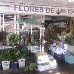Flores Pompa