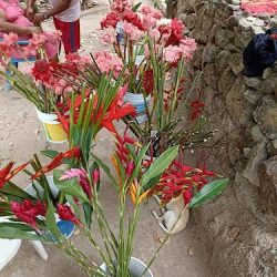 Flores Tropicales "doña Lola"