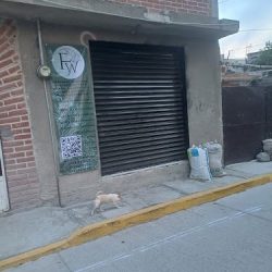 Flores Witsilin Mx