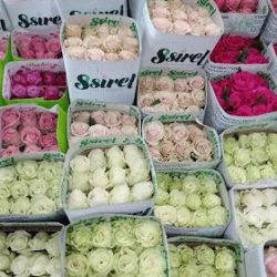 Flores Y Follajes Ssirel