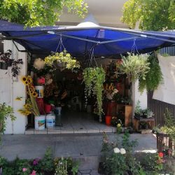 Flores Y Plantas