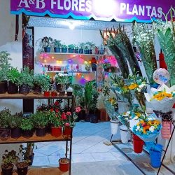 Flores Y Plantas A&b
