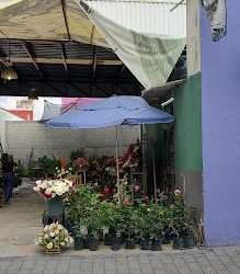 Flores Y Plantas. "montes"