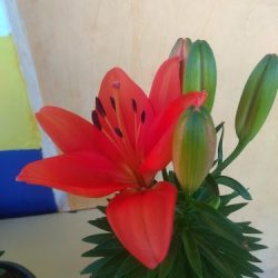Florestha