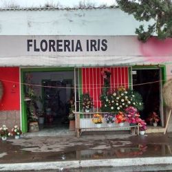 Floristeria Iris