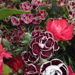 Floristería Karmina