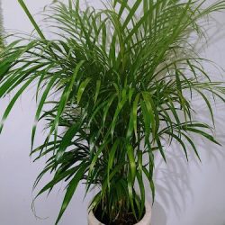 Floristería Monroy