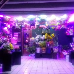 Floristeria Ross Pettal