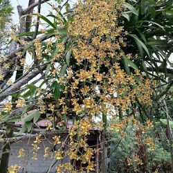 Flower House