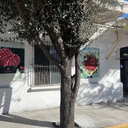 Flower House Monterrey