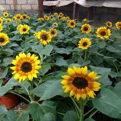 Girasoles Y Algo Mas "flor De Mayo"
