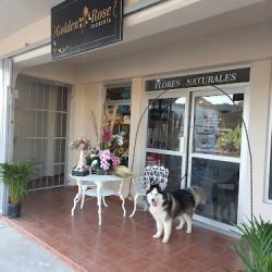 Golden Rose Floreria