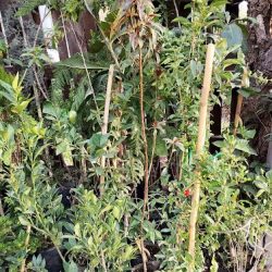 Invernadero El Niño De Las Plantas