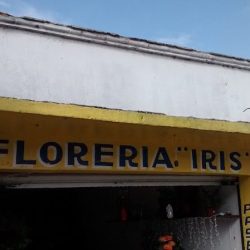 Iris
