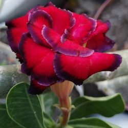 Jardín Del Edén