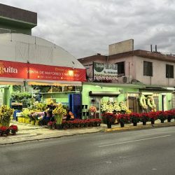 La Bodeguita. Flores Y Follajes