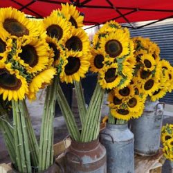 La Casa Del Girasol