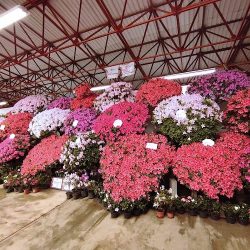 La Feria De Las Flores