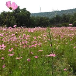 Las Flores