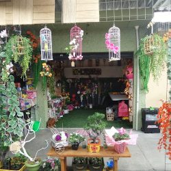 Las Flores De Frida