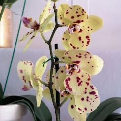 Las Orquídeas De Xenahí
