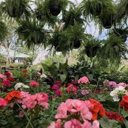 Las Plantas De María