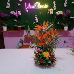 Lilium Florería .