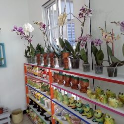 Linda Vista Flower Shop