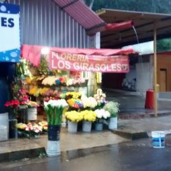 Los Girasoles