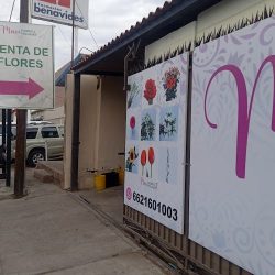Maxi Flores Y Follajes