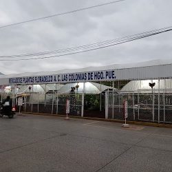 Mercado De Planta