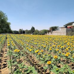 Ñuu Ita: El Lugar De Las Flores