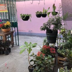 Oaxaca Orquídeas