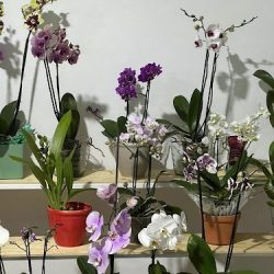 Orqui Elegance