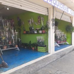 Orquídeas Giselle