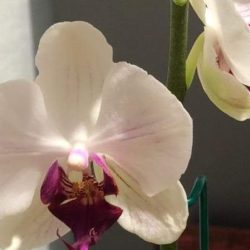 Orquideas Lili