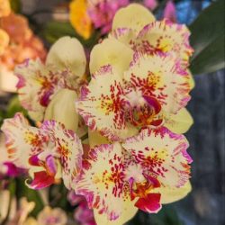 Orquídeas Turix