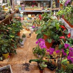 Orquídeas Valle