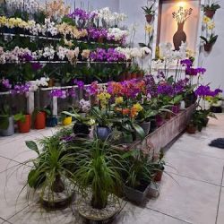 Orquídeas Y Jarrones