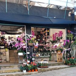 Orquídeas Y Más "los Amates"