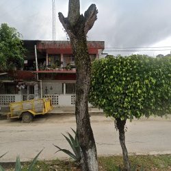Pelucheria
