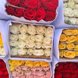 Petalos De Rosa